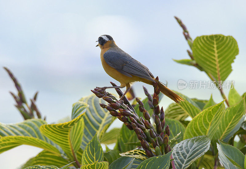 White-browed Robin-Chat